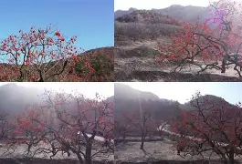 ayx-包含Q葎m?